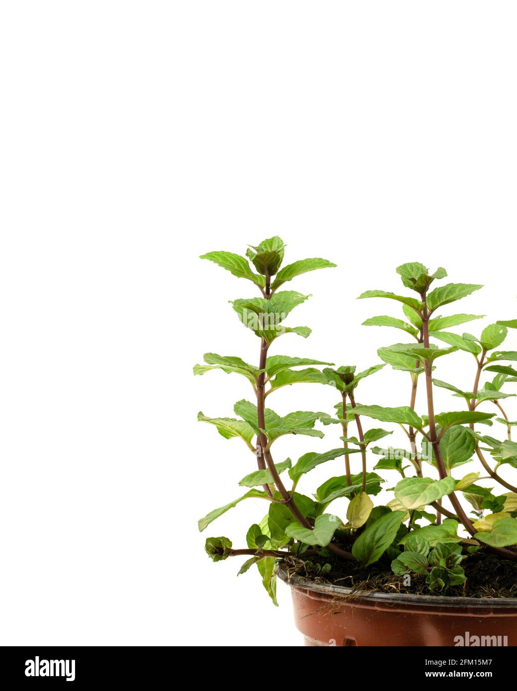 mentha en pot sur fond blanc, vu de près Banque D'Images