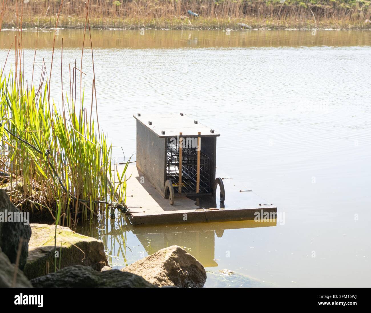 Piège à visons flottant intelligent sur le canal de drainage fenland Banque D'Images