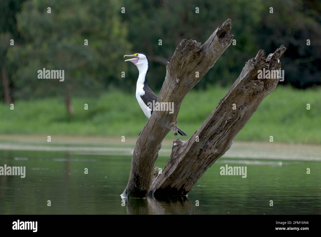 Pied Cormorant reposant sur les eaux du Claude Wharton Weir à Gayndah Queensland Australie Banque D'Images