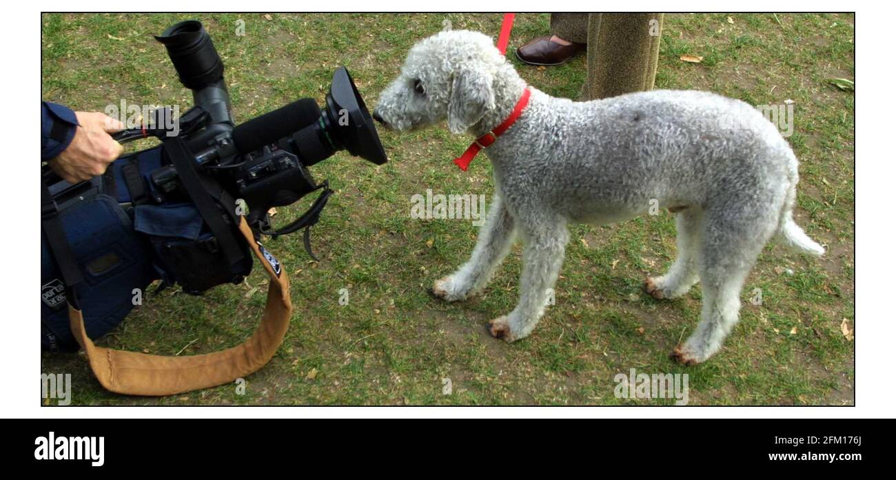 Westminster Dog of the Year.......troisième place Vera Baird QC MP et Zack The Bedlington Terrier.pic David Sandison 20/10/2003 Banque D'Images