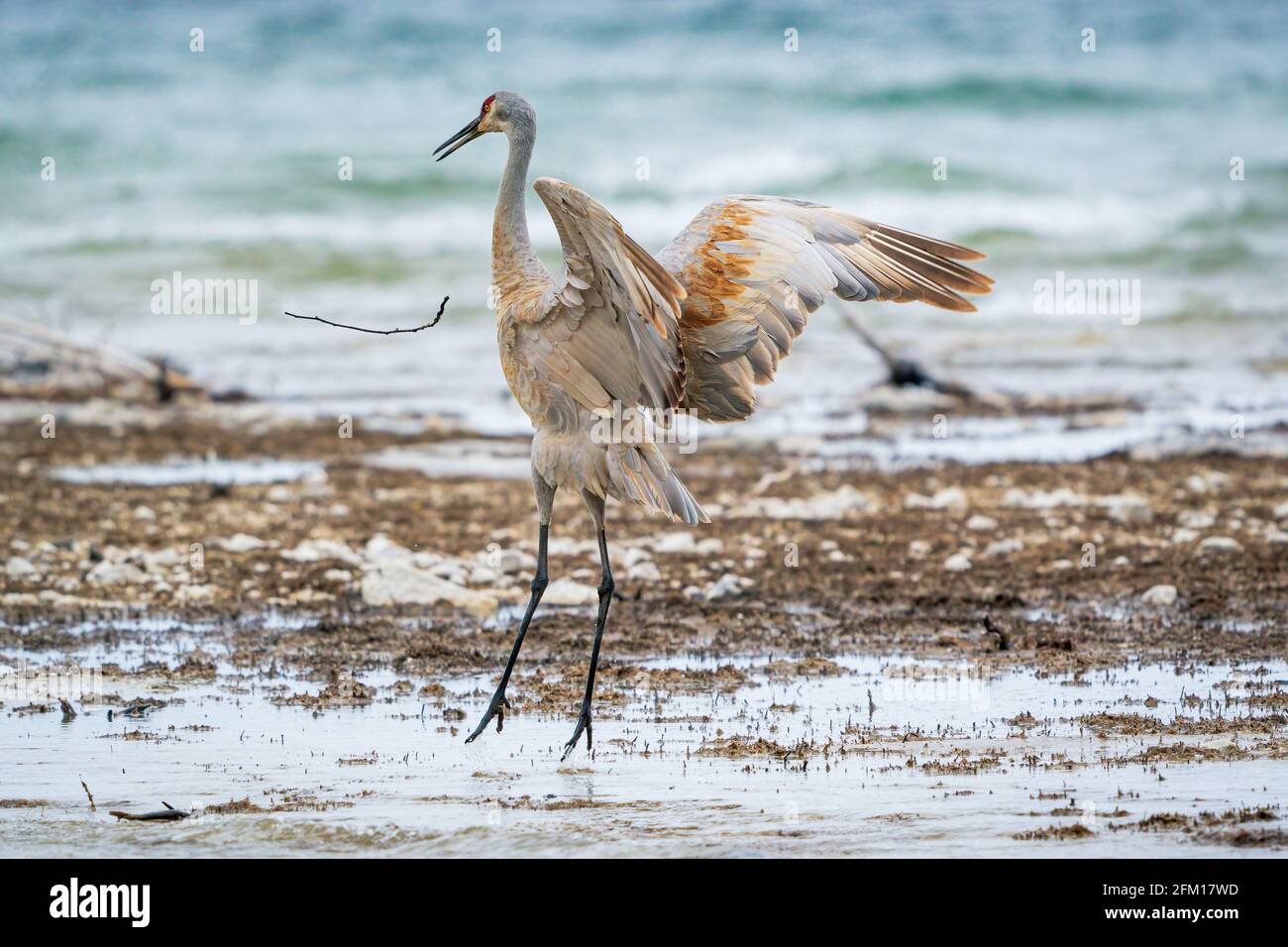 Une grue mâle de Sandhill forme une danse d'audience le long de la rive du lac Michigan à Cana Cave près de Baileys Harbour dans le comté de Door Wisconsin. Banque D'Images