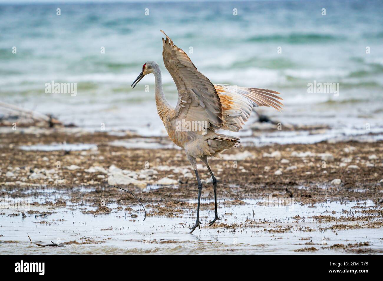 Une grue mâle de Sandhill forme une danse d'audience le long de la rive du lac Michigan à Cana Cave près de Baileys Harbour dans le comté de Door Wisconsin. Banque D'Images