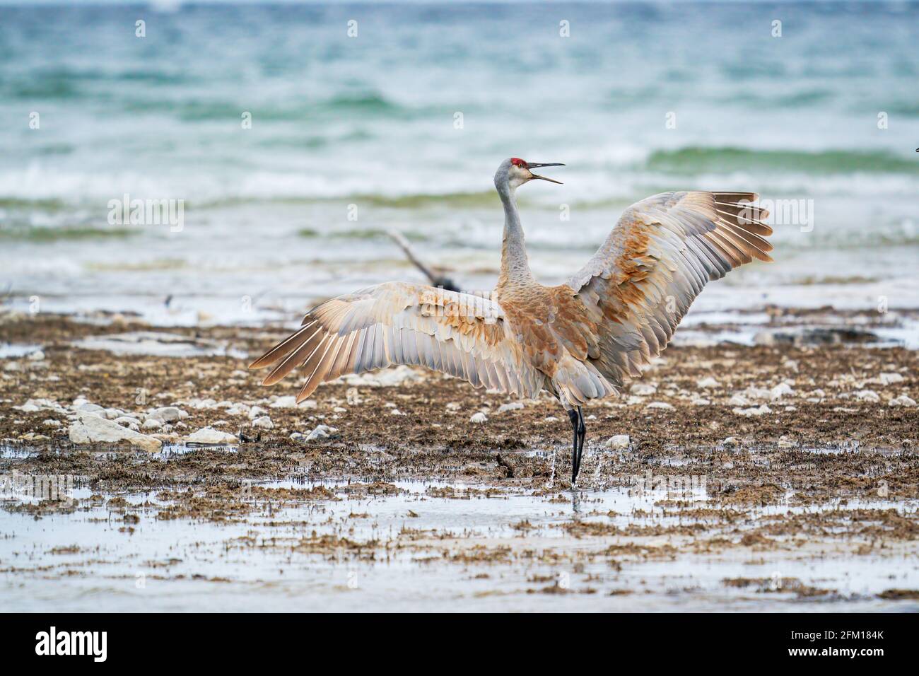 Une grue mâle de Sandhill forme une danse d'audience le long de la rive du lac Michigan à Cana Cave près de Baileys Harbour dans le comté de Door Wisconsin. Banque D'Images