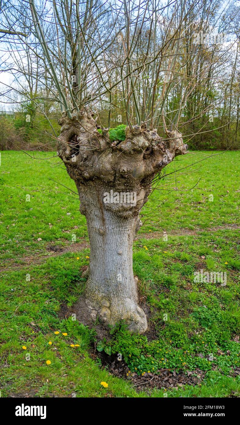 Gros plan des cendres européennes pollarrées (Fraxinus excelsior) Banque D'Images