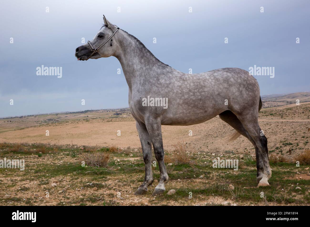 Le cheval arabe ou arabe est une race de cheval originaire de la péninsule arabique. Avec une forme de tête distinctive et une grande queue de charriot, le arabe Banque D'Images