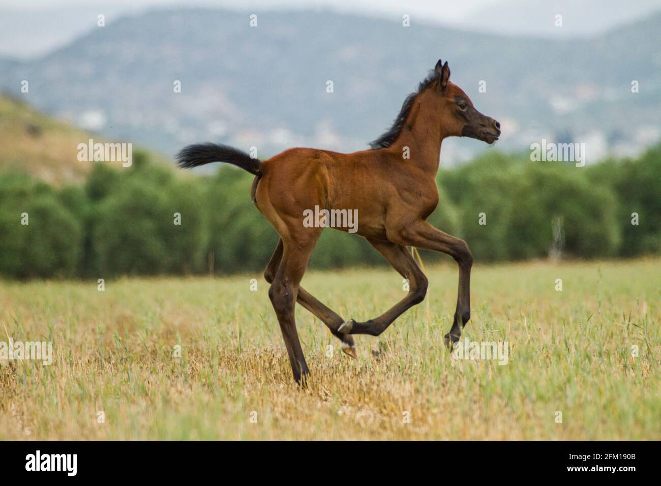 Châtaignier Arabian Foal le cheval arabe ou arabe est une race de cheval originaire de la péninsule arabique. Avec une forme de tête distinctive et un t haut Banque D'Images