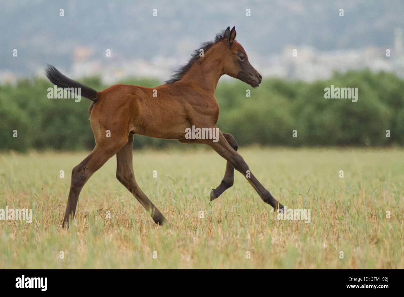 Châtaignier Arabian Foal le cheval arabe ou arabe est une race de cheval originaire de la péninsule arabique. Avec une forme de tête distinctive et un t haut Banque D'Images