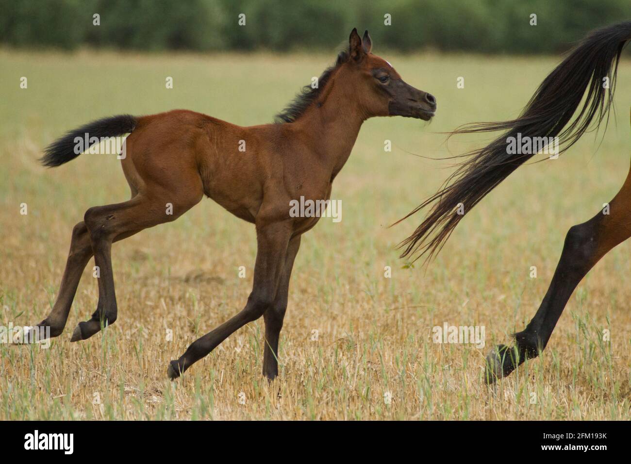 Châtaignier Arabian Foal le cheval arabe ou arabe est une race de cheval originaire de la péninsule arabique. Avec une forme de tête distinctive et un t haut Banque D'Images