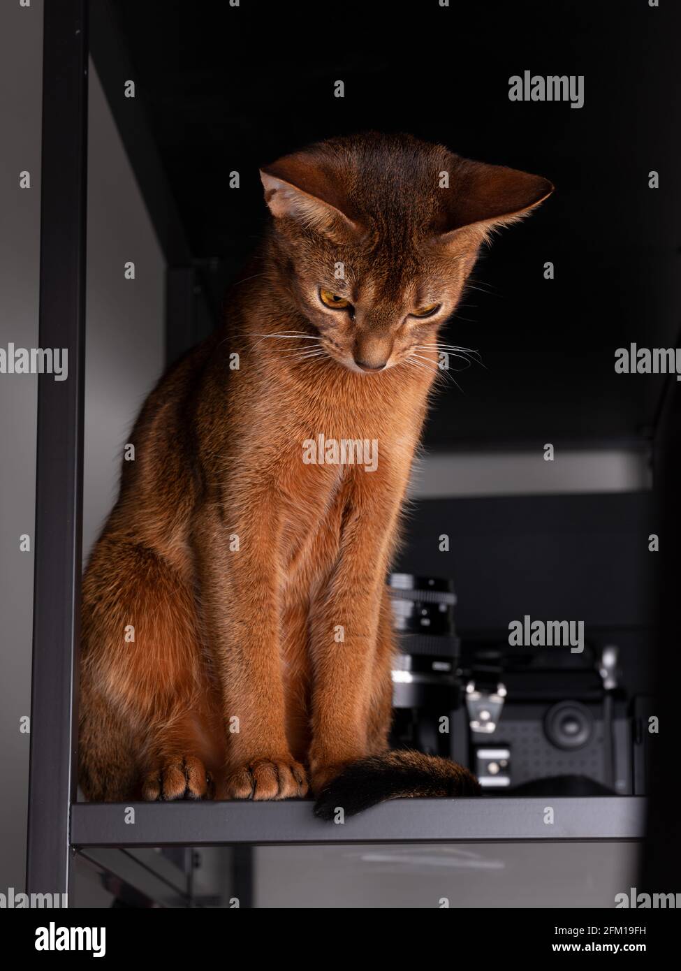 Portrait d'un chat Abyssinien dans photo Studio Banque D'Images