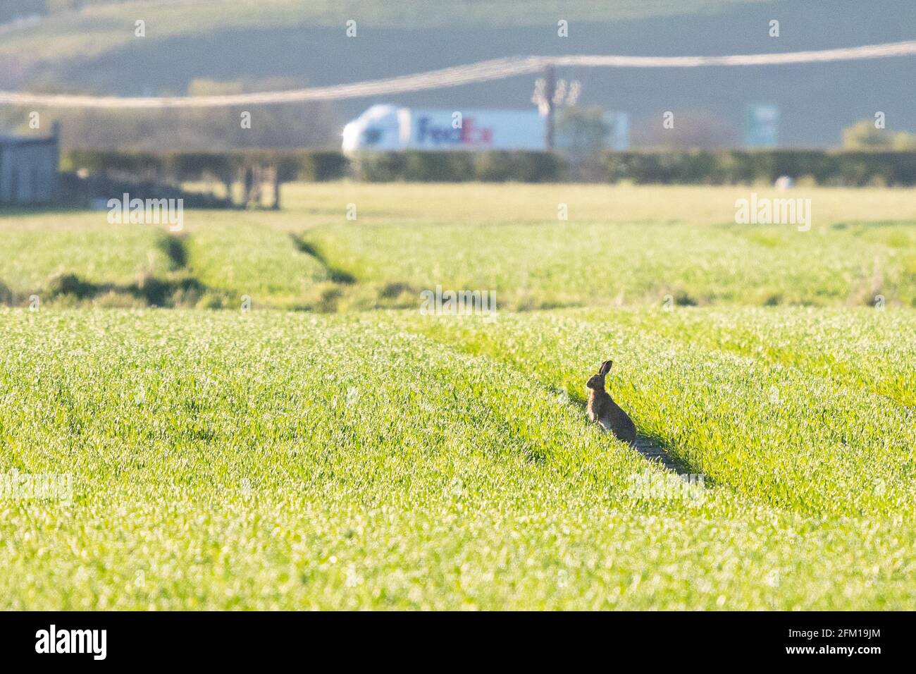 Brown Hare - lepus europaeus - sur le terrain tôt le matin, le trafic, y compris un camion FedEx, passe par la route à proximité - Stirling, Écosse, Royaume-Uni Banque D'Images