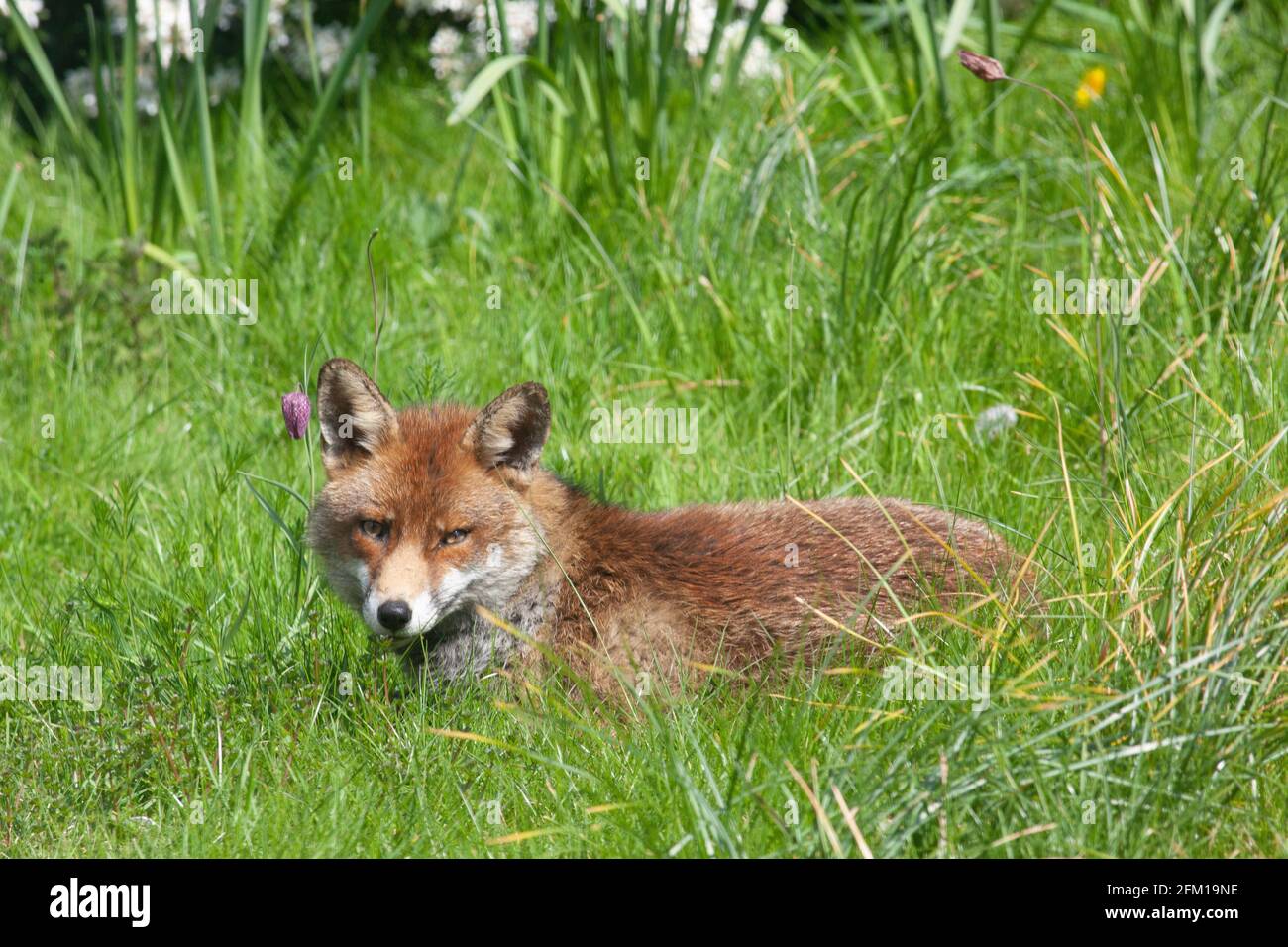 Dans un jardin à Clapham, dans le sud de Londres, un renard mâle se détend sur la pelouse un après-midi ensoleillé. La famille des renards a des petits mais ils n'ont pas encore été vus à la lumière du jour. Anna Watson/Alamy Banque D'Images
