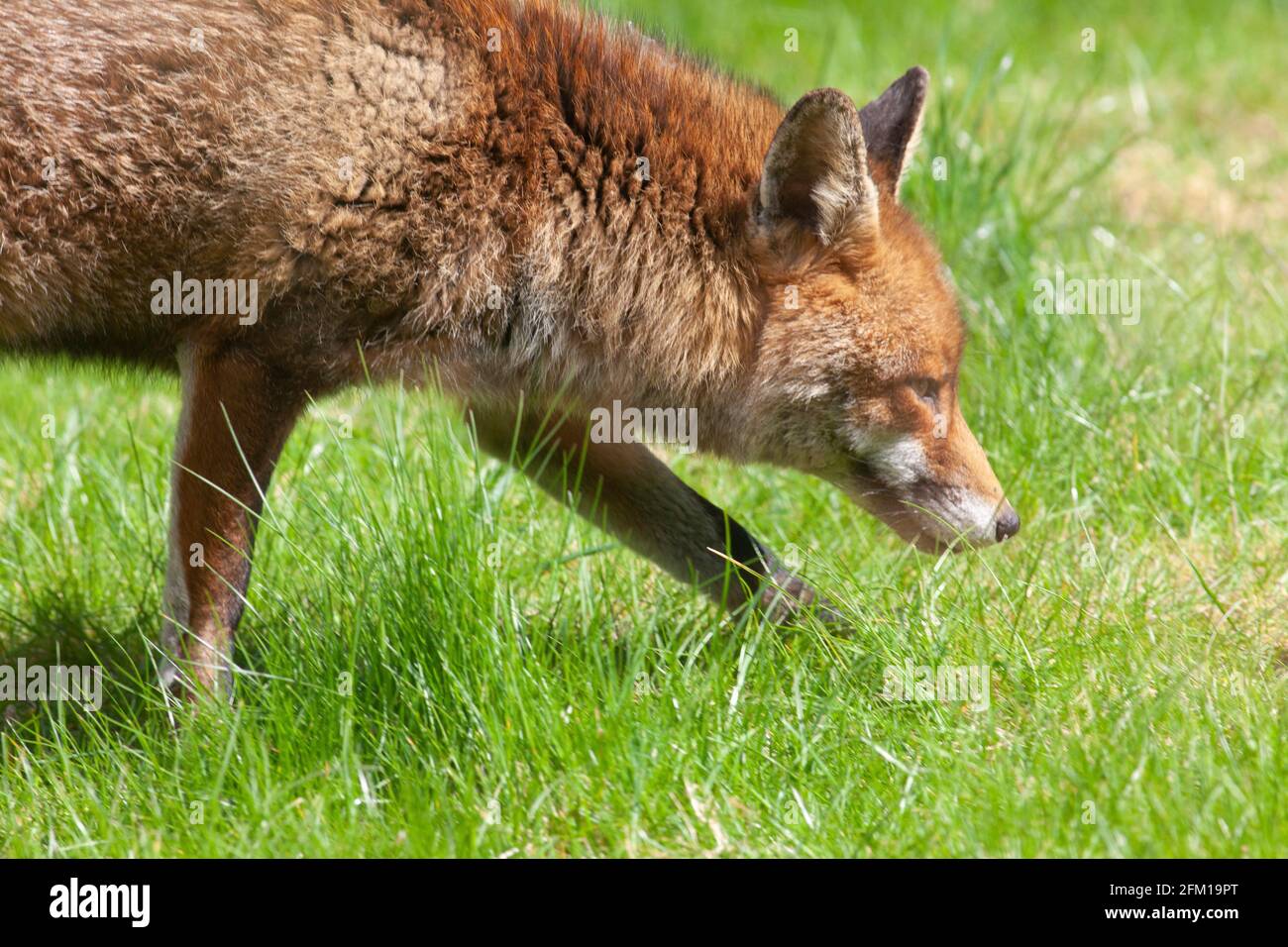 Dans un jardin à Clapham, dans le sud de Londres, un renard mâle se détend sur la pelouse un après-midi ensoleillé. La famille des renards a des petits mais ils n'ont pas encore été vus à la lumière du jour. Anna Watson/Alamy Banque D'Images