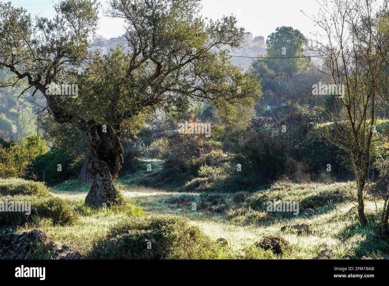 Le tronc d'un vieil olivier photographié à Sataf, Jérusalem, Israël Banque D'Images