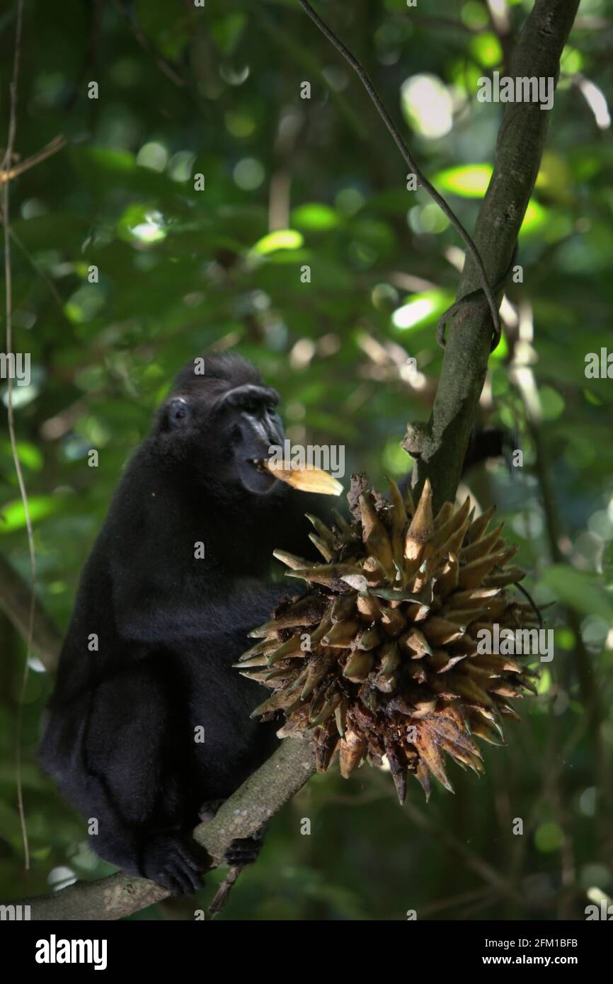 Macaque à crête se nourrissant de liana dans la forêt de Tangkoko, au nord de Sulawesi, en Indonésie. L'alimentation est l'une des cinq classes d'activité macaque à crête identifiées par Timothy O'Brien et Margaret Kinnaird dans un document de recherche publié pour la première fois dans la Revue internationale de Primatologie en janvier 1997. Lors de l'alimentation, un macaque à crête « se cache, cueche, manipule, mastication, place de la nourriture dans la bouche ou manipule le contenu d'une poche de joue », indique le rapport. Le primate endémique de Sulawesi passe 59 pour cent de son temps à se nourrir. Banque D'Images