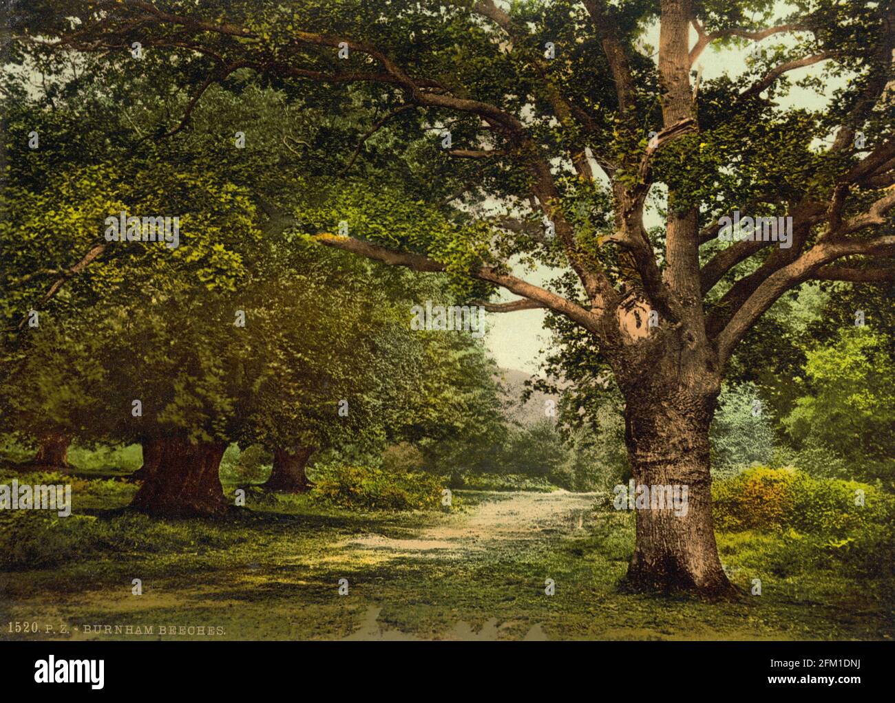 Burnham Beeches dans Buckinghamshire vers 1890-1900 Banque D'Images