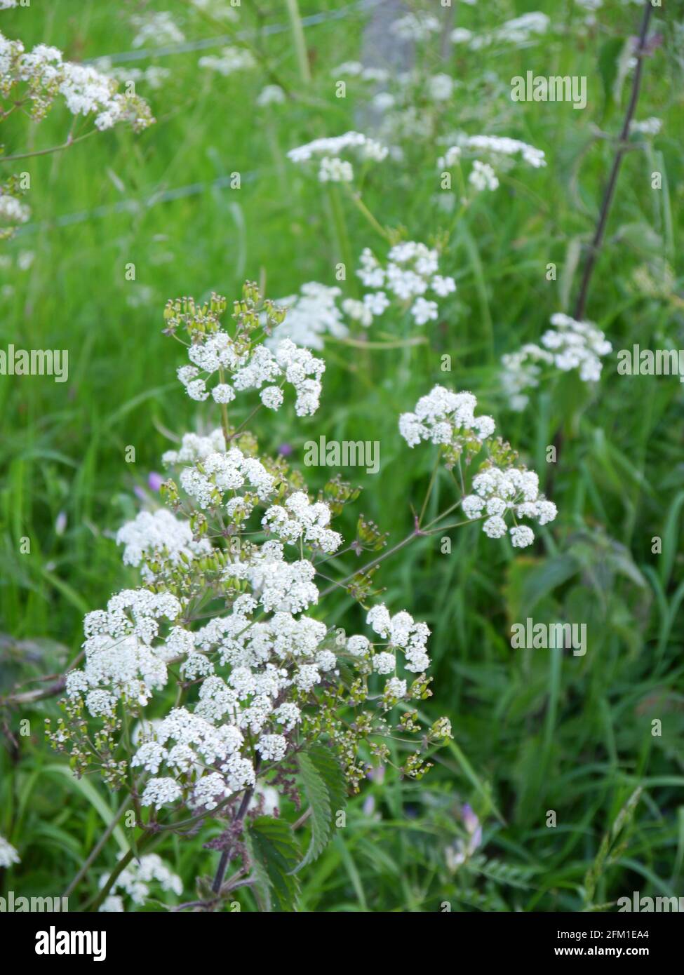 quelques fleurs blanches de persil de vache sur fond vert Banque D'Images