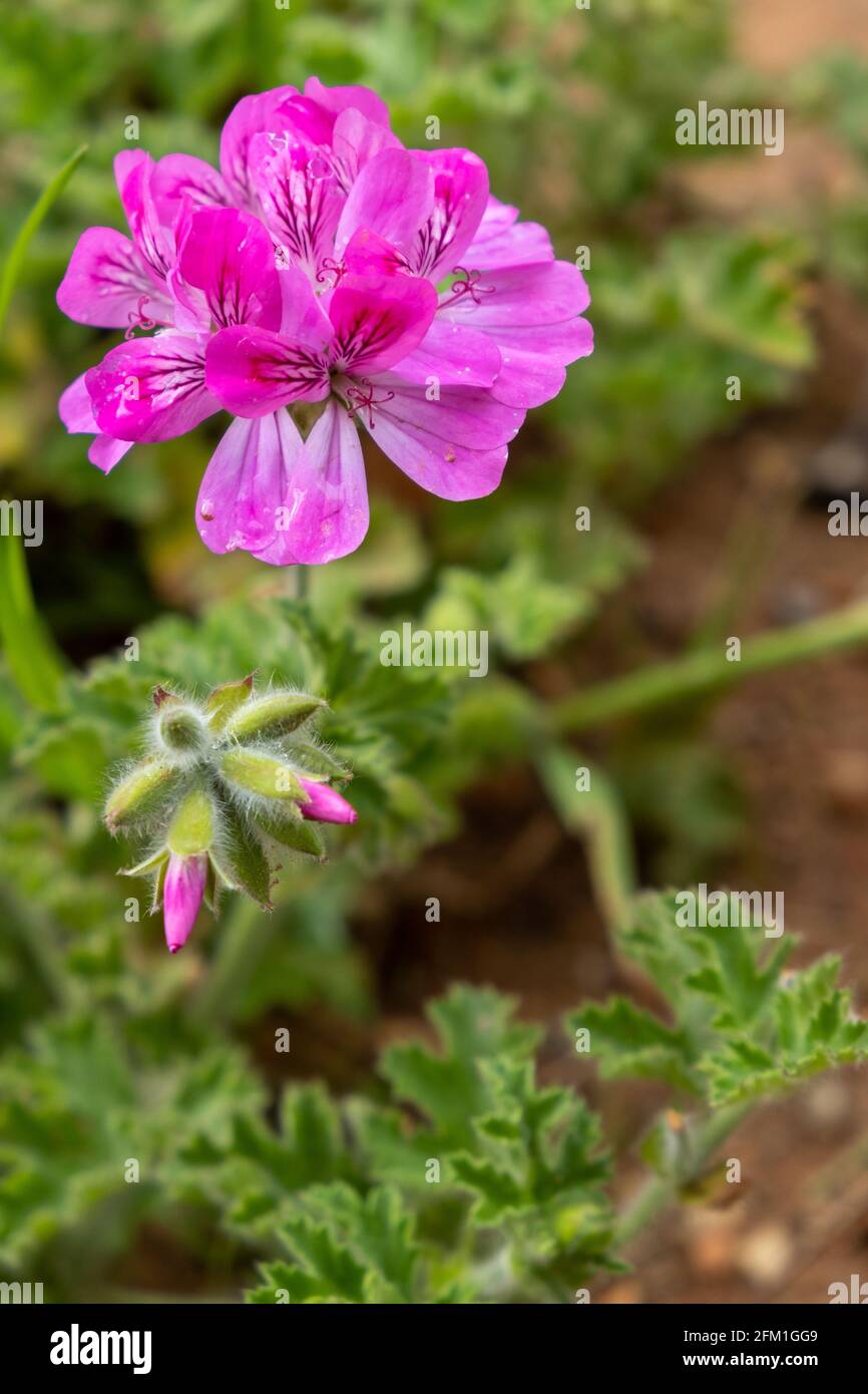 Citronnelle géranium, Pelargonium citronnium rose fleur, plante répulsive  de moustique sur fond de nature. SPR aromatique vivace à fleurs fraîches et  saines Photo Stock - Alamy