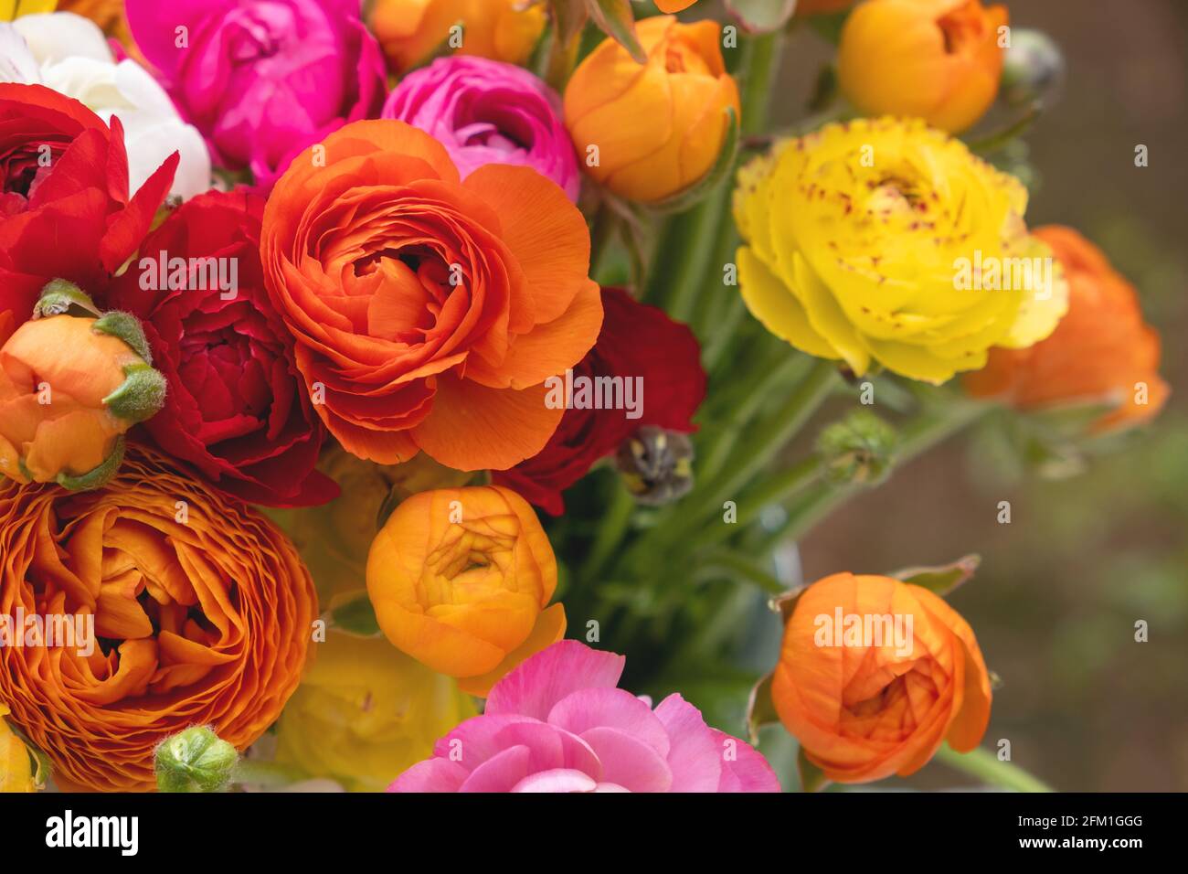 Fleurs de buttercups fraîches bouquet de plantes à fleurs sauvages colorées fond. Antirhumatismaux. Concept floral printanier. Banque D'Images