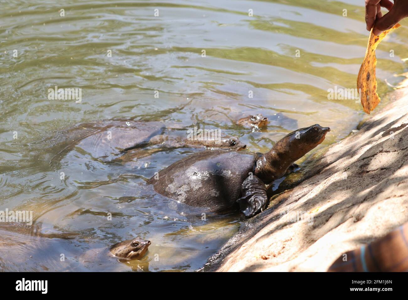 Tortue molle sortant du lac et essayant de le faire atteindre et manger la nourriture Banque D'Images