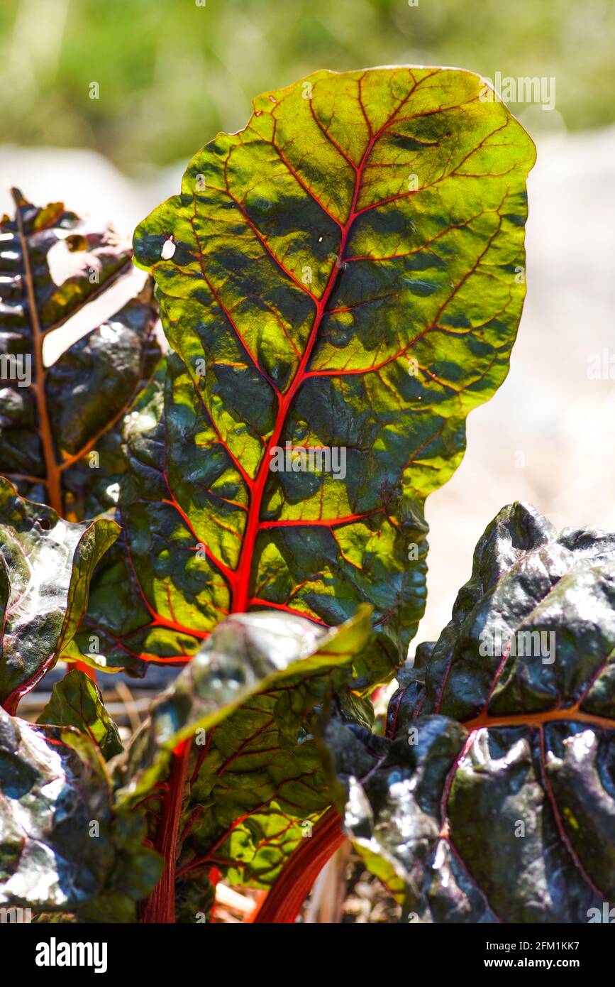 Les feuilles de betteraves fleurissent dans le jardin de printemps. Mise au point sélective. Banque D'Images