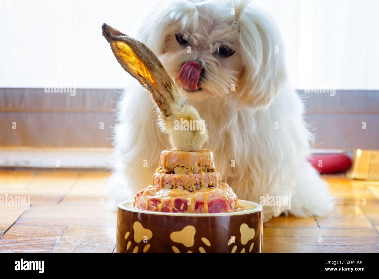 Chien Celebrant Son Anniversaire Avec De La Viande De Gateau Saine Et Le Lapin Oreille Photo Stock Alamy Chien Celebrant Son Anniversaire Avec De La Viande De Gateau Saine Et Le Lapin Oreille Photo Stock Alamy
