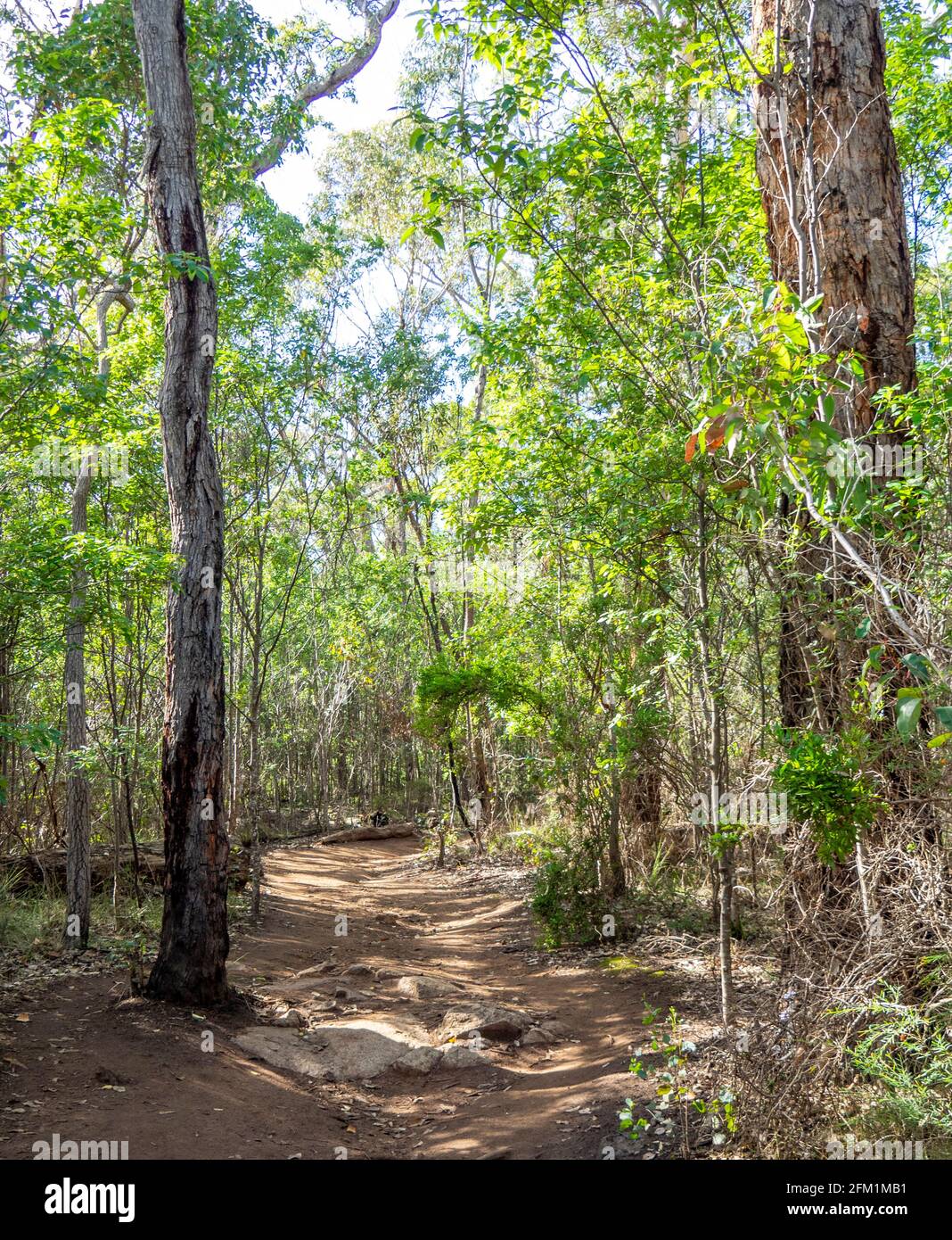 Eucalyptus le long du sentier de randonnée de Castle Rock à Porongurup National Parc Australie occidentale Banque D'Images