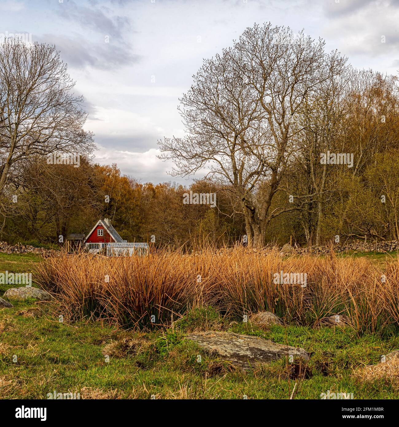 Grevie Backar est une réserve naturelle située dans la région du Skåne en Suède. Banque D'Images