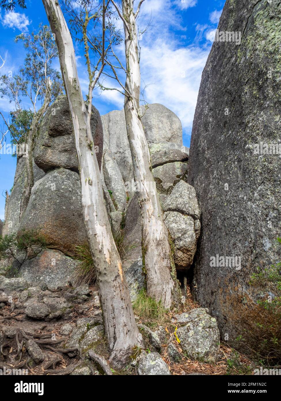 Eucalyptus et rochers de granit sur la promenade Castle Rock Trail Porongurup National Park Australie occidentale Banque D'Images