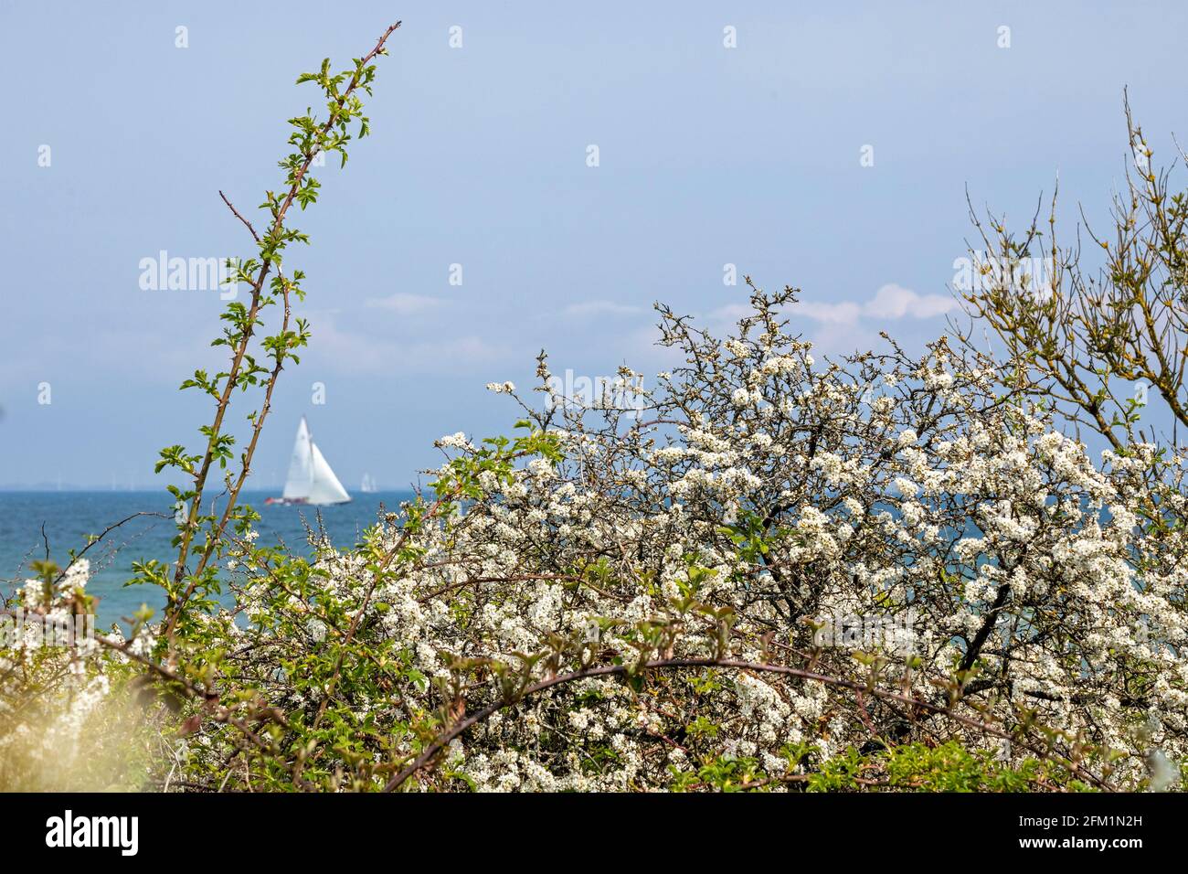 Segelboot, blühender Schwarzdorn (Prunus spinosa), Naturschutzgebiet Geltinger Birk, Geltinger Bucht, Schleswig-Holstein, Allemagne | bateau à voile, Banque D'Images