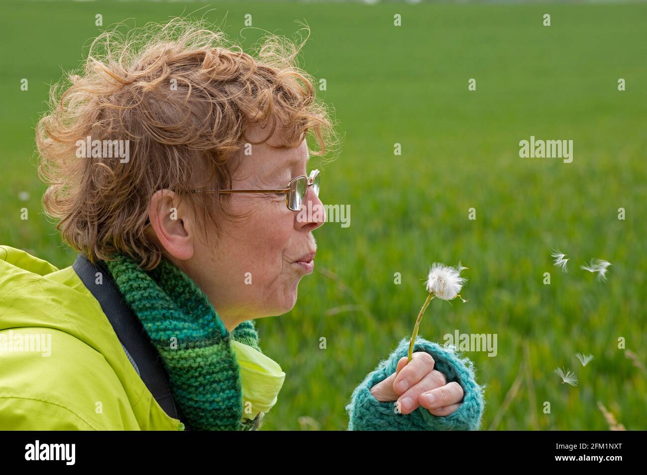 Woman Blowball, Gelting Birk nature Reserve, Gelting Bay, Schleswig-Holstein, Allemagne Banque D'Images