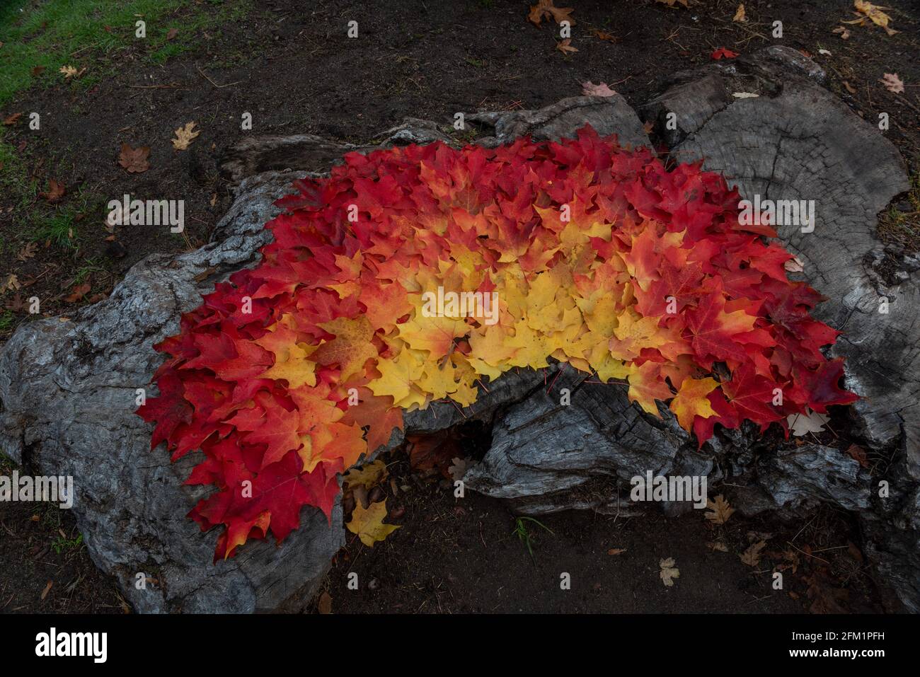 Gros plan sur la décoration des feuilles d'érable à sucre à l'automne, sur le plancher d'un parc, avec des couleurs longues rouge et jaune Banque D'Images