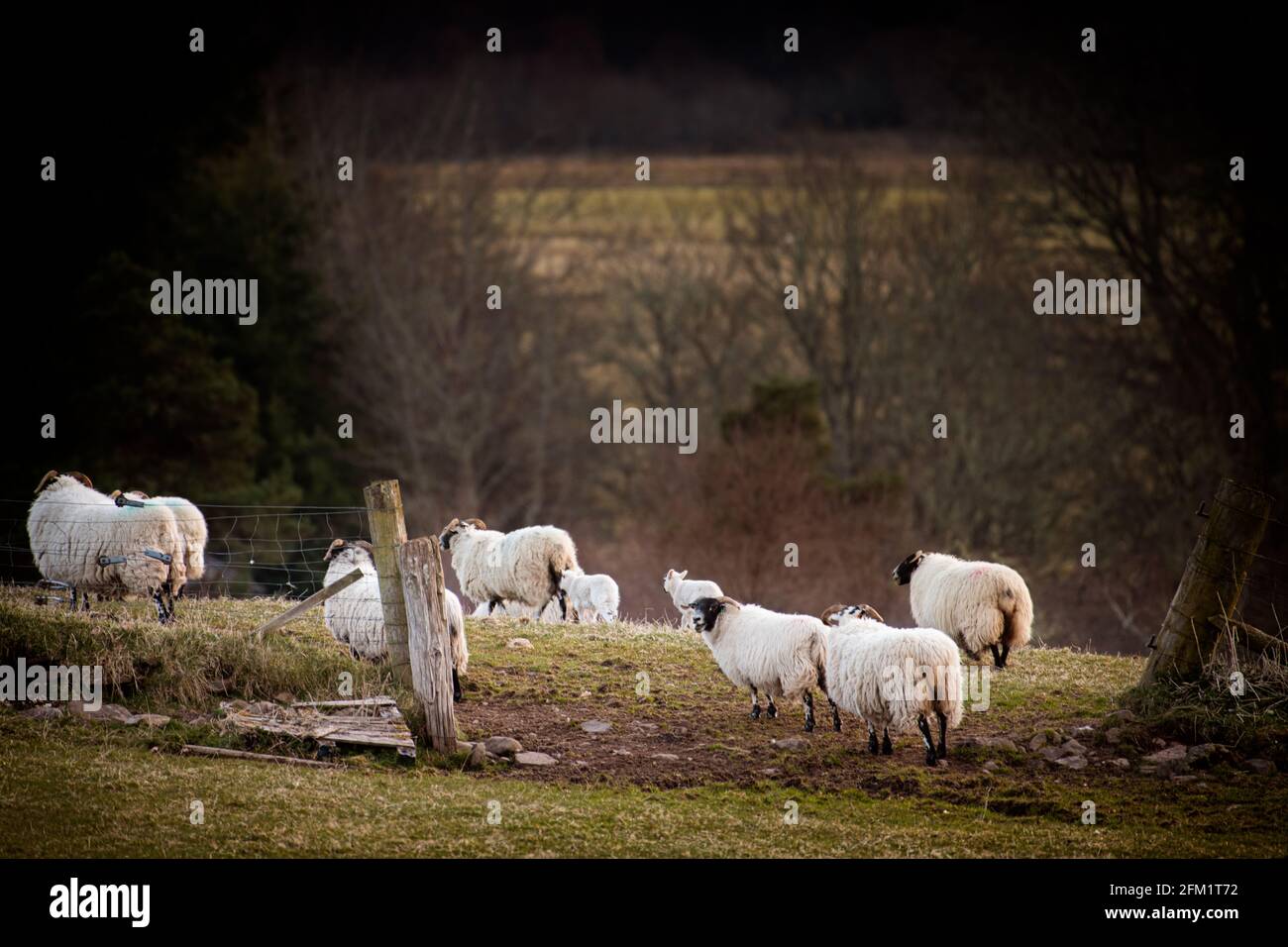 Les premières agneaux de Clunemore pour 2021 sont apparus aujourd'hui! Banque D'Images