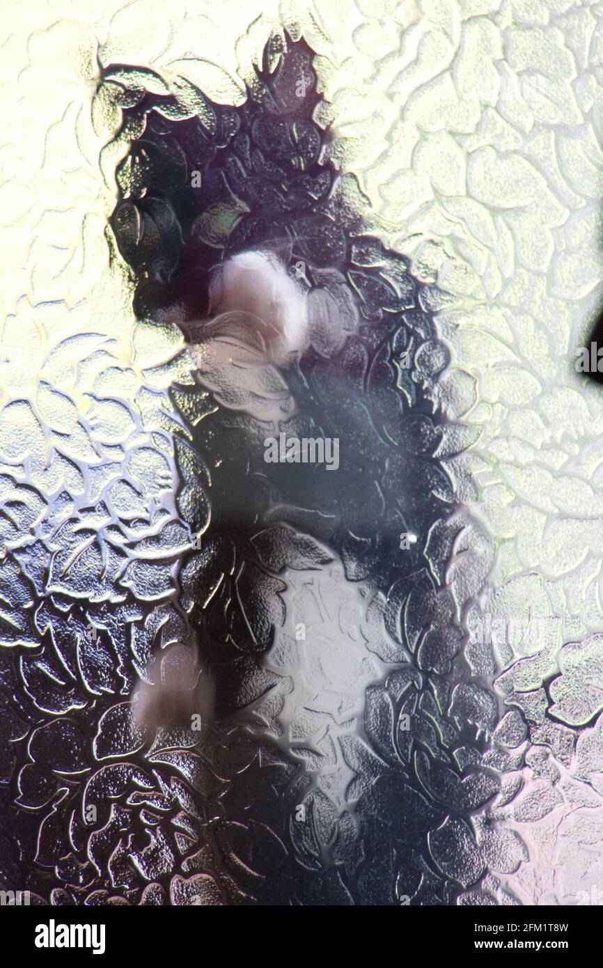 un chat noir et blanc vu à travers un verre dépoli porte Banque D'Images
