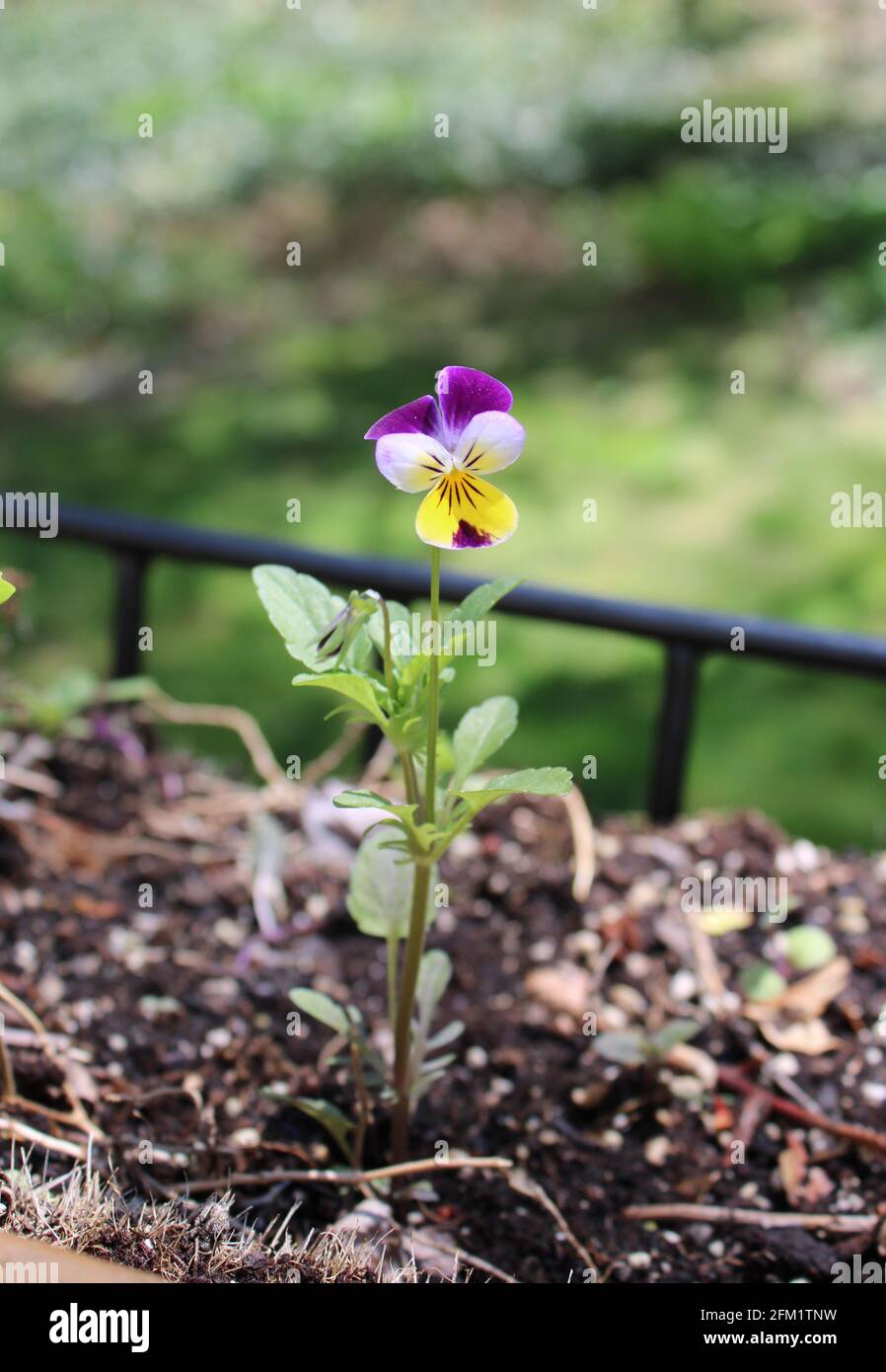 Une fleur de saut Johnny unique Banque D'Images