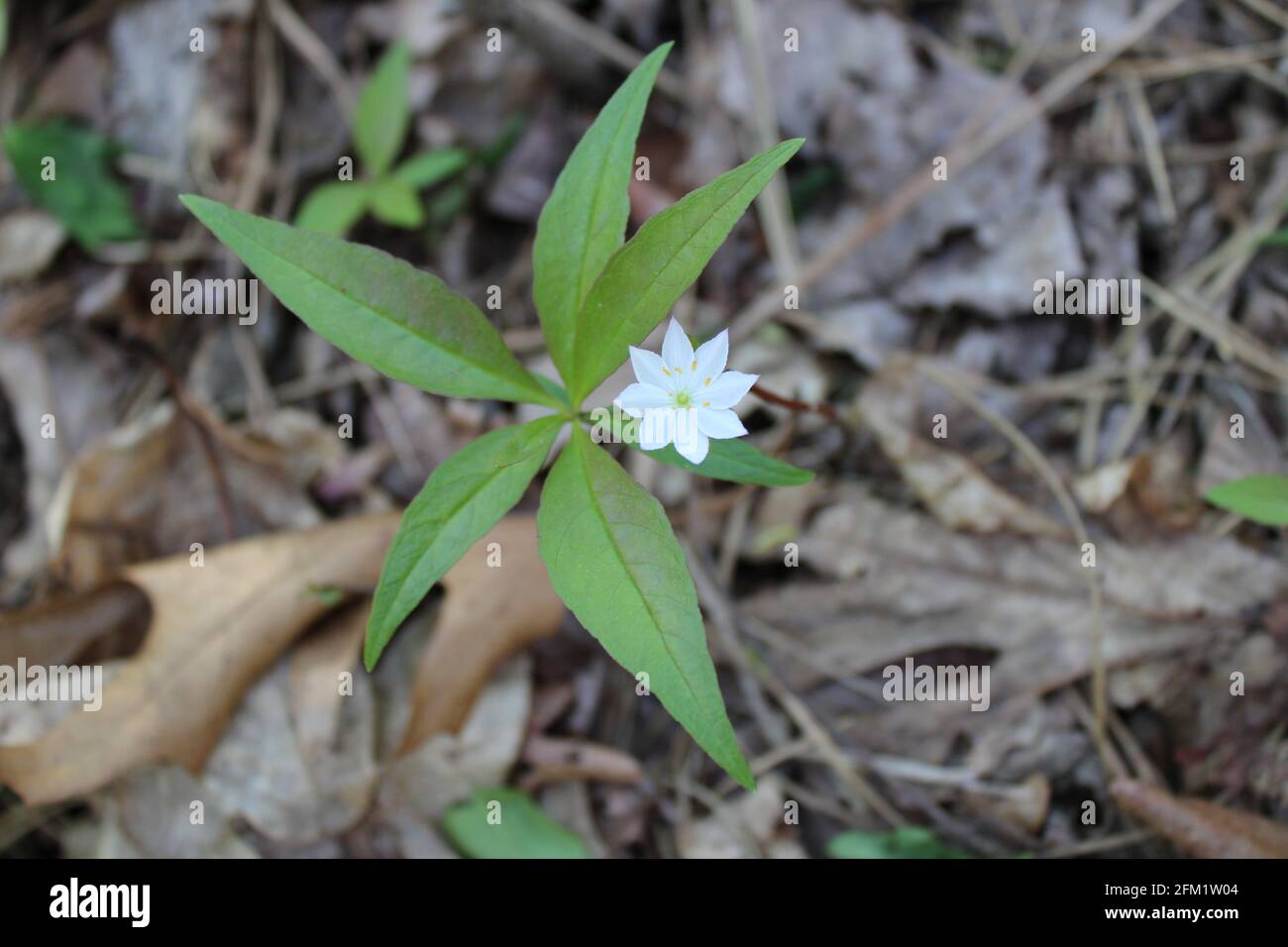 Gros plan sur une fleur d'étoiles sauvages Banque D'Images