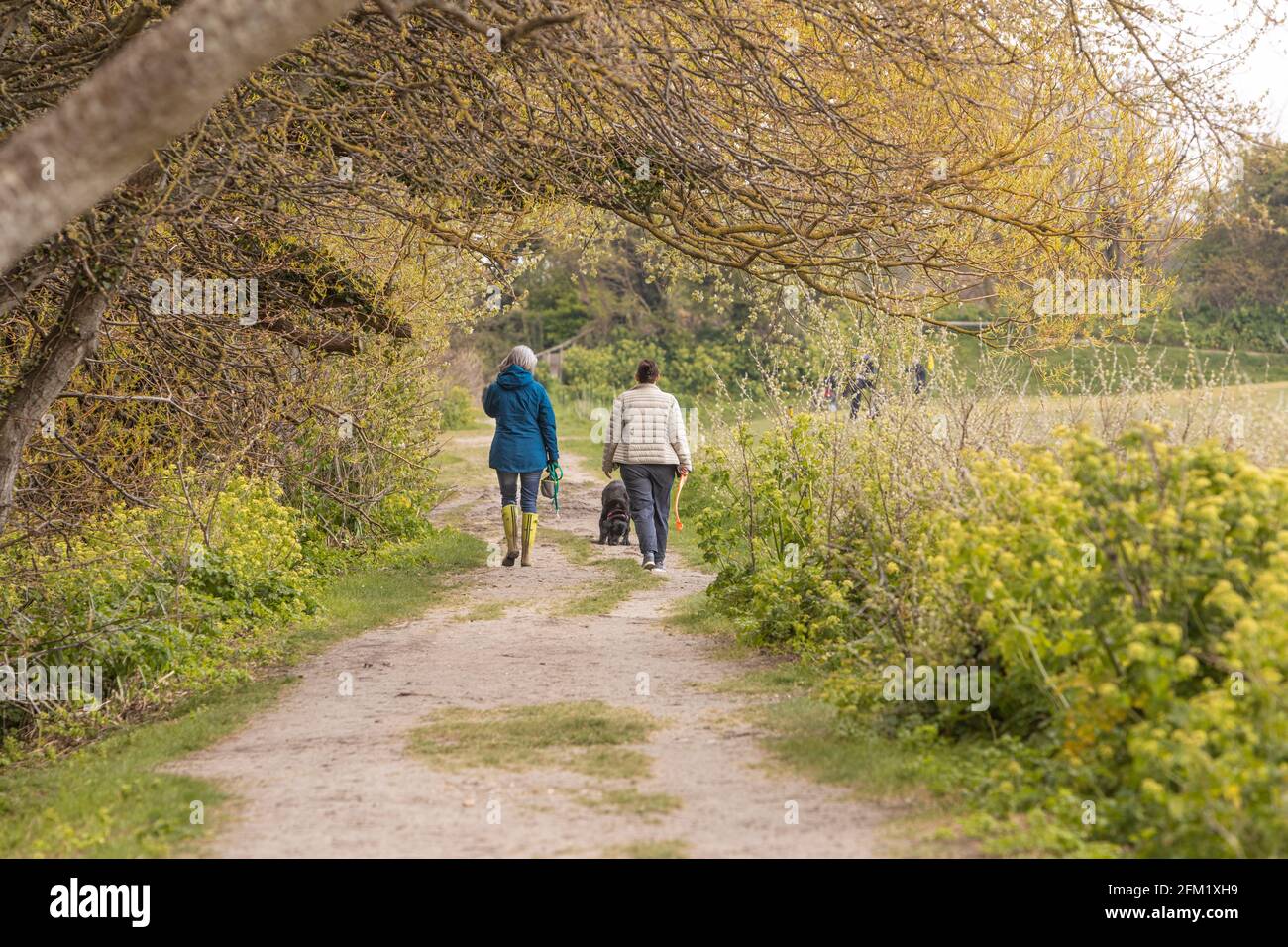 Deux marchettes pour chiens sur un sentier de campagne Banque D'Images