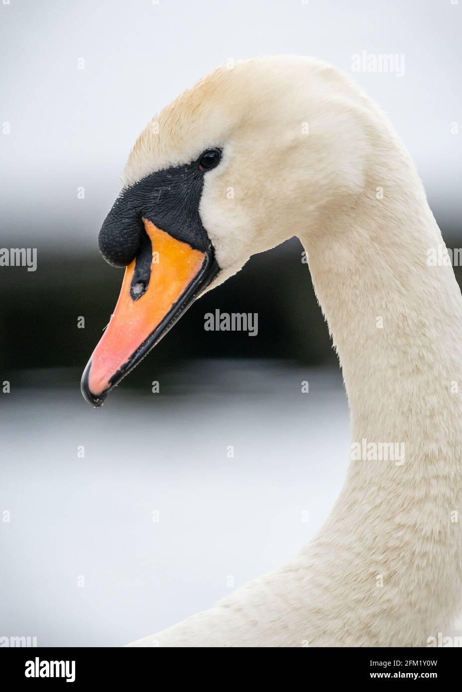 Beau blanc muet bleu de cygne orange bec gros plan gracieux à l'extérieur. Pose majestueuse dans la réserve naturelle lac réservoir. Banque D'Images