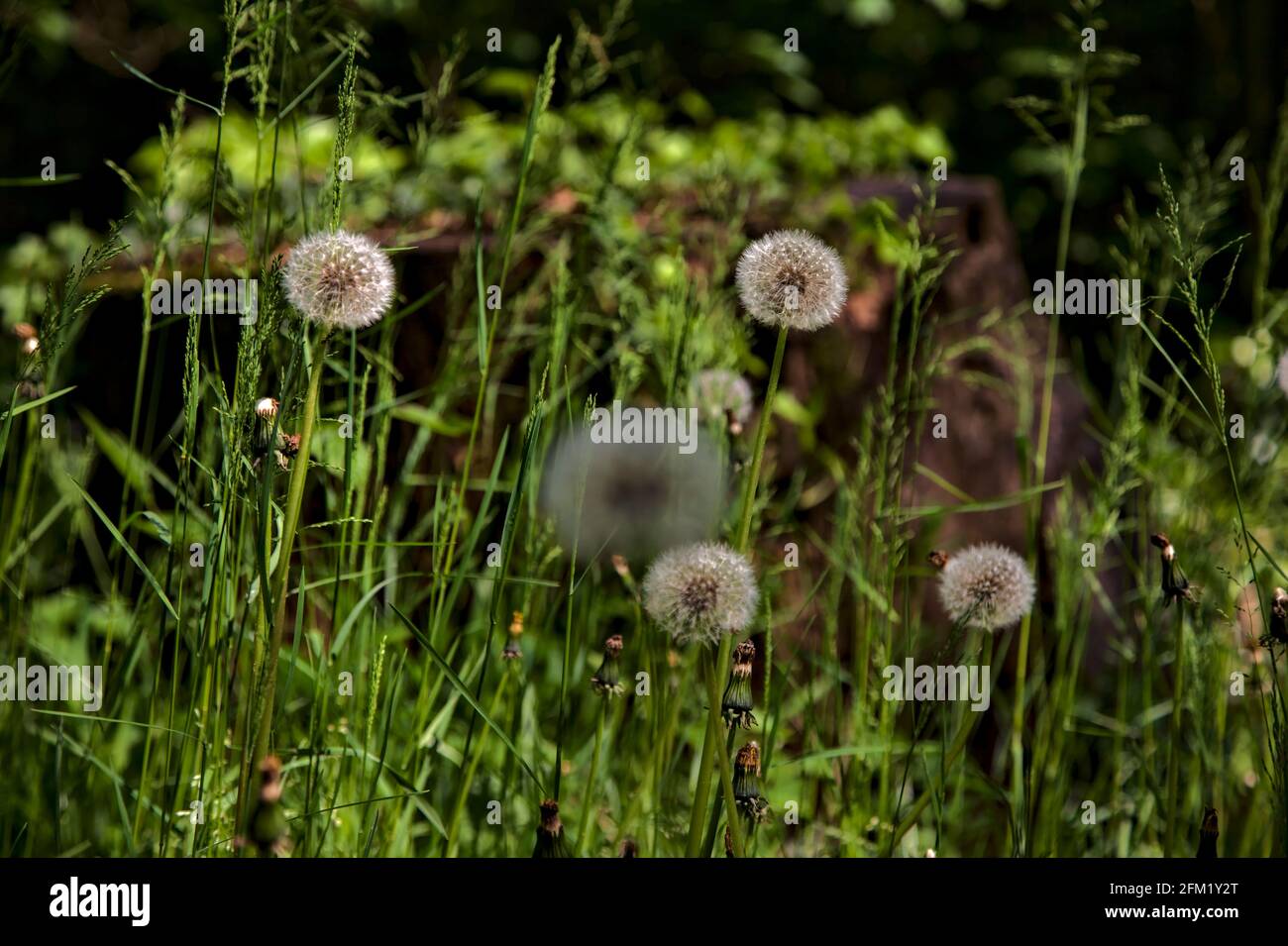 Des pissenlits dans l'herbe vus de près Banque D'Images