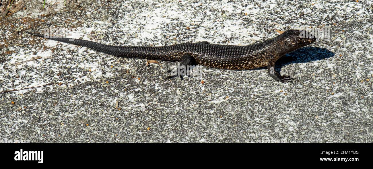 La patinoire crévière du sud-ouest, Egernia napoleonis, un lézard indigène du sud-ouest de l'Australie occidentale. Banque D'Images