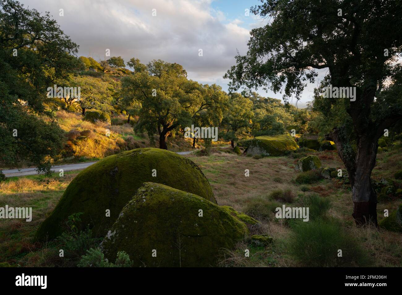 Rochers et arbres paysage couvert de mousse sur un vert forêt arbre nature paysage au coucher du soleil Banque D'Images