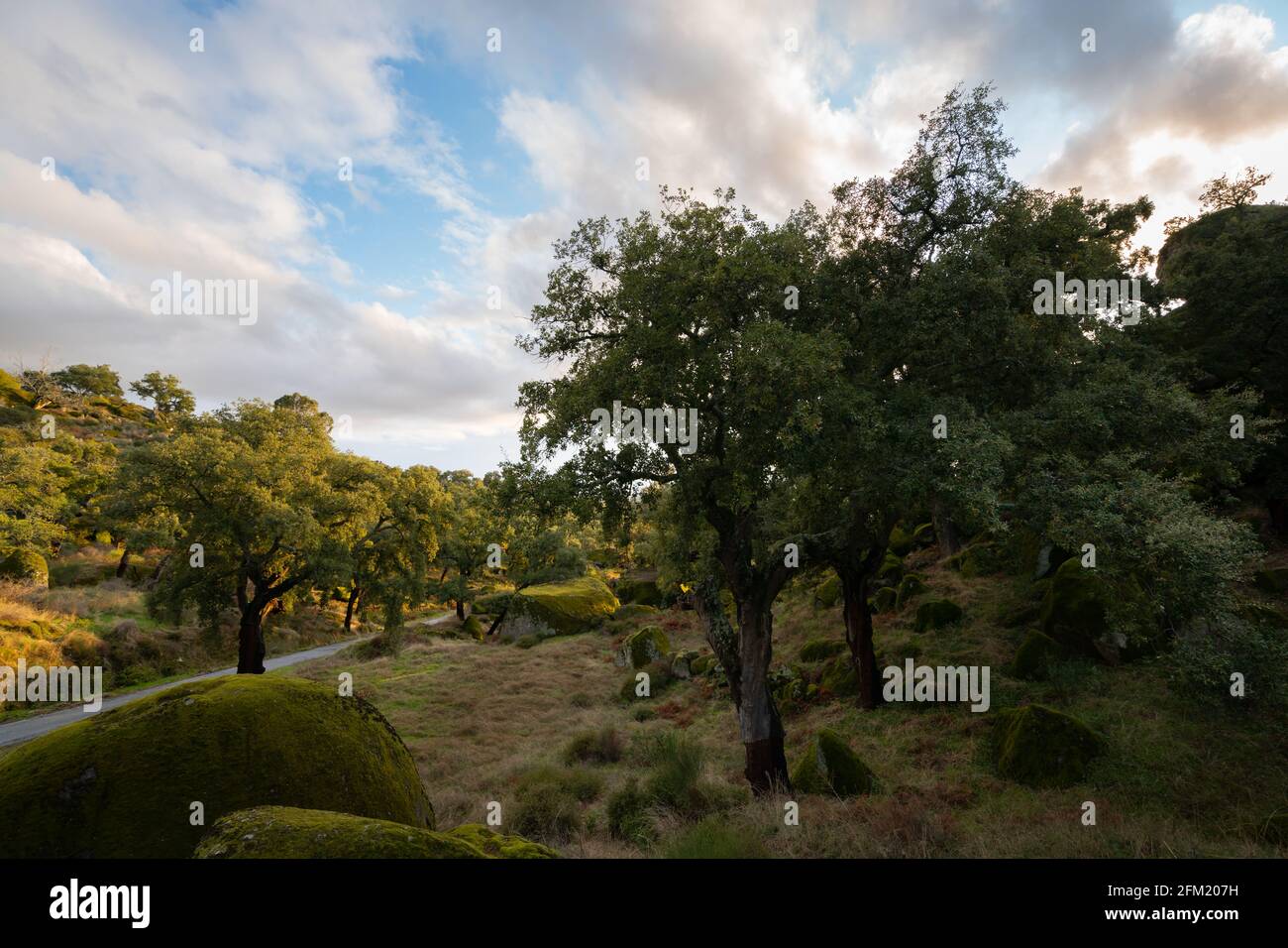 Rochers et arbres paysage couvert de mousse sur un vert forêt arbre nature paysage au coucher du soleil Banque D'Images