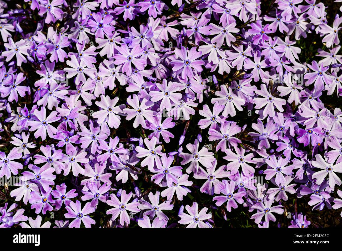 Phlox subulata - phlox rampant, phlox de mousse, rose de mousse ou phlox de montagne Banque D'Images