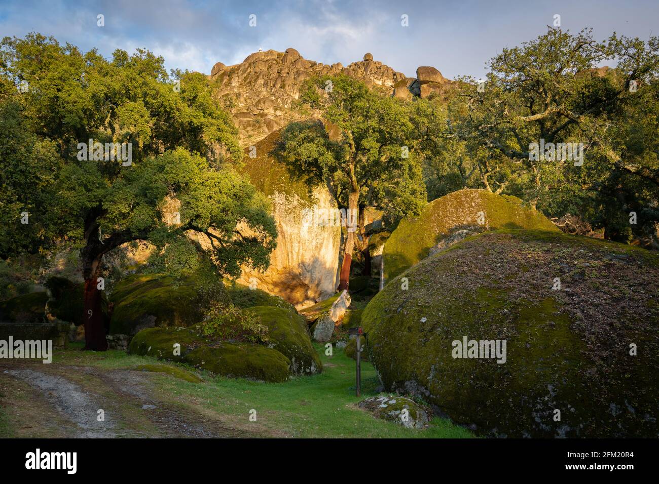 Rochers et arbres paysage couvert de mousse sur un vert forêt arbre nature paysage au coucher du soleil Banque D'Images