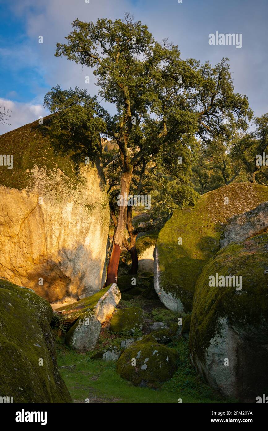 Rochers et arbres paysage couvert de mousse sur un vert forêt arbre nature paysage au coucher du soleil Banque D'Images