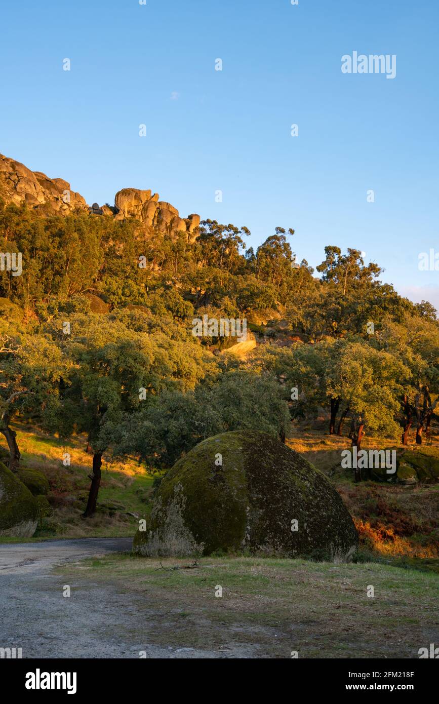 Rochers et arbres paysage couvert de mousse sur un vert forêt arbre nature paysage au coucher du soleil Banque D'Images