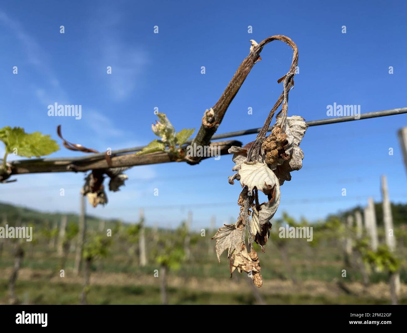 Feuilles de raisin séchées dues aux gelées du printemps en France Banque D'Images