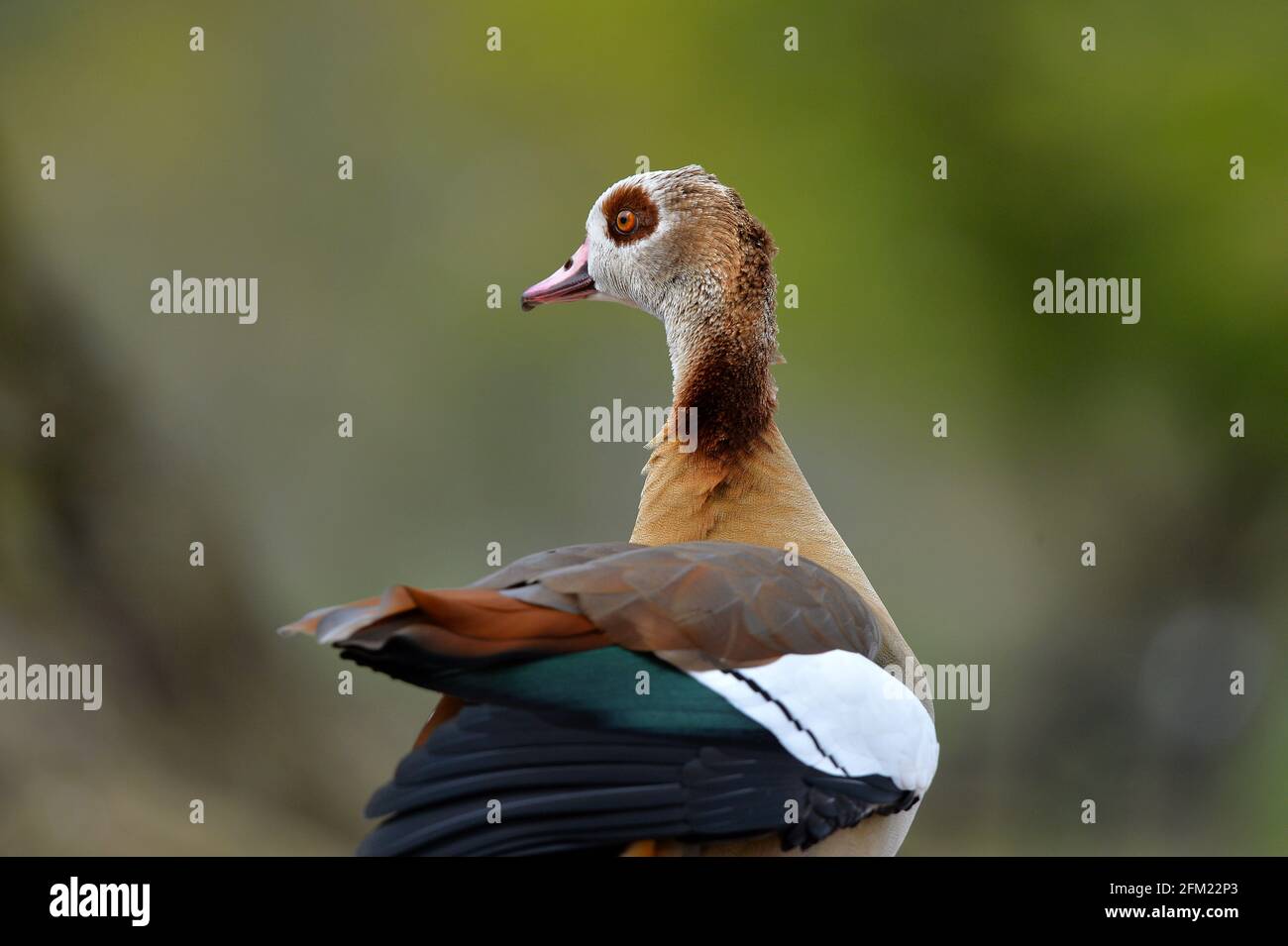 Nottingham, Notinghamshire Royaume-Uni 28 avril 2021. Actualités au Royaume-Uni. Oies égyptiennes au parc Wollaton dans le Nottinghamshire. Alex Hannam/Alamy Live News Banque D'Images