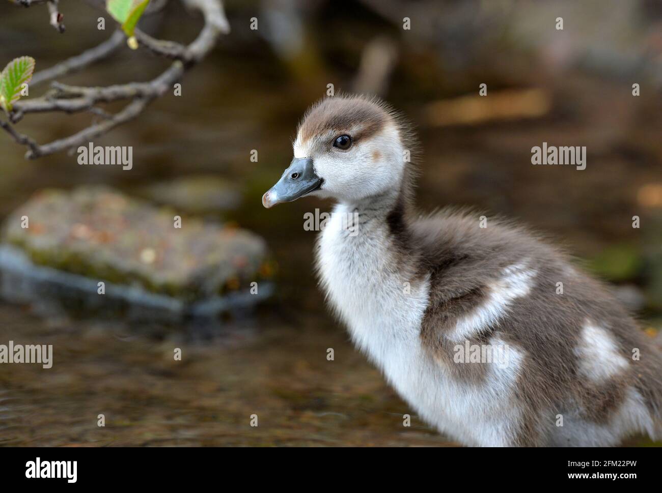 Nottingham, Notinghamshire Royaume-Uni 28 avril 2021. Actualités au Royaume-Uni. Oies égyptiennes au parc Wollaton dans le Nottinghamshire. Alex Hannam/Alamy Live News Banque D'Images