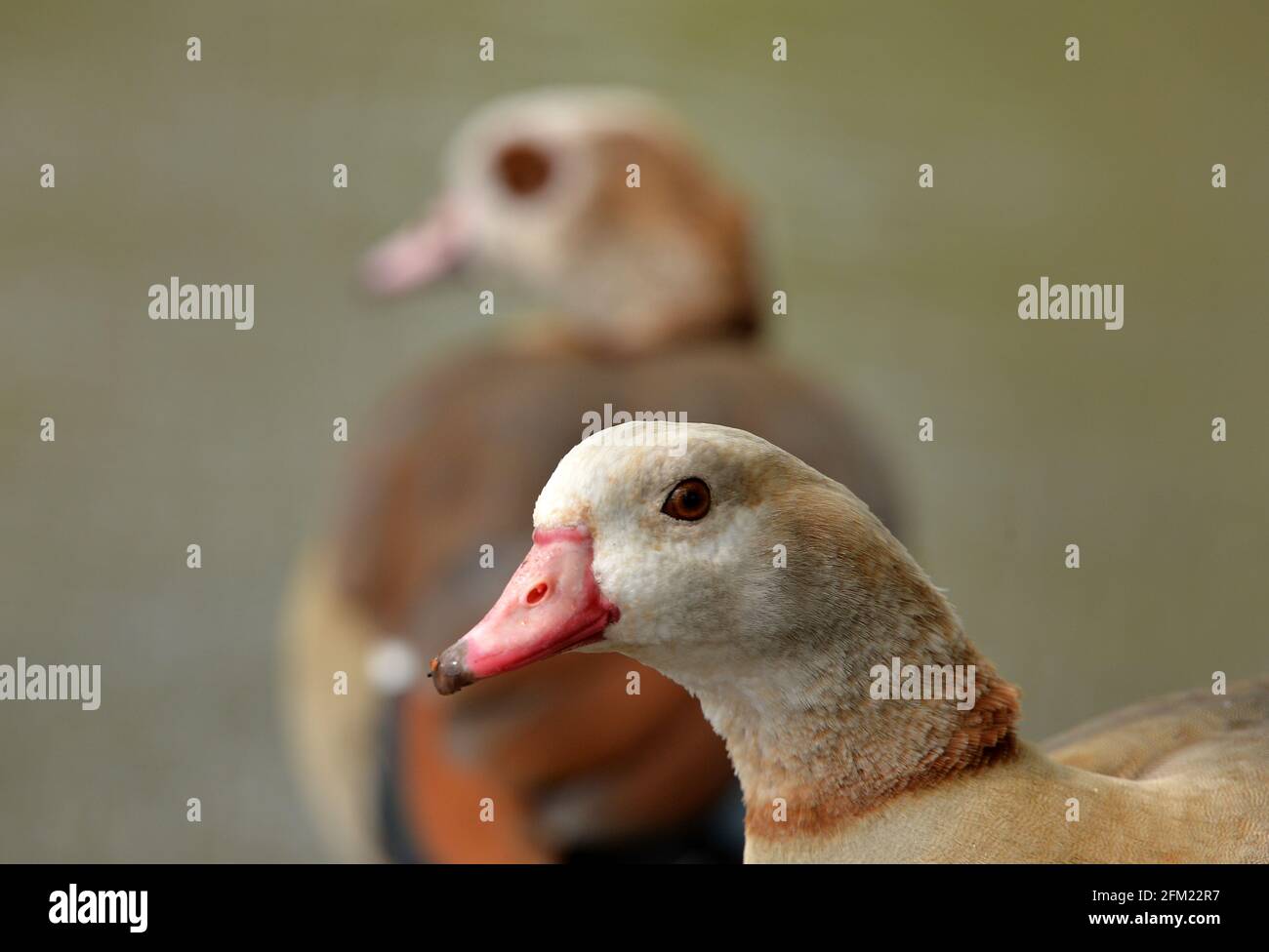 Nottingham, Notinghamshire Royaume-Uni 28 avril 2021. Actualités au Royaume-Uni. Oies égyptiennes au parc Wollaton dans le Nottinghamshire. Alex Hannam/Alamy Live News Banque D'Images