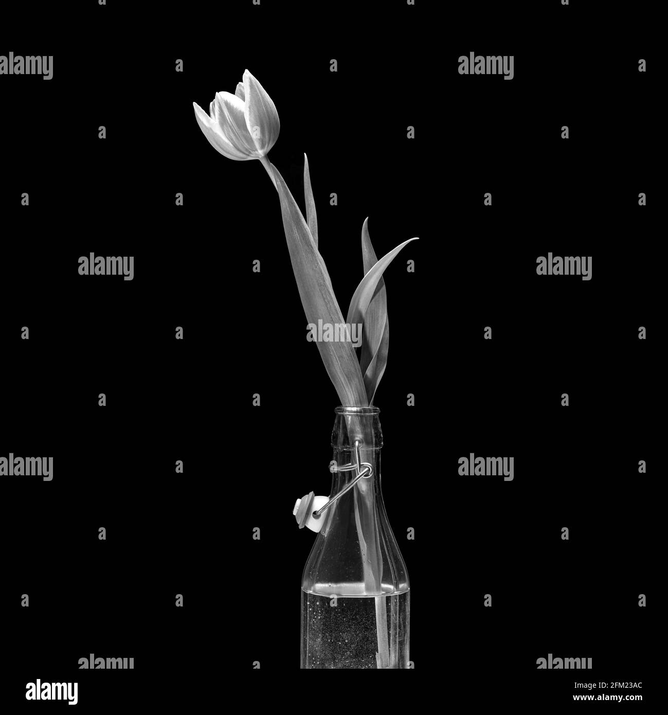 Tulipe dans une bouteille en verre sur fond noir. Contraste élevé en noir et blanc. Banque D'Images